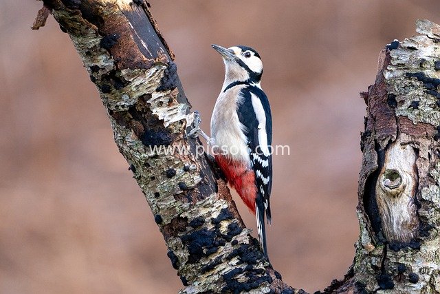 nature, bird, wildlife, animal, ornithology, tree, bark, moss, britain, england, uk, woodpecker