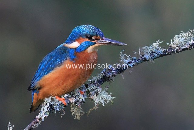 kingfisher, bird, wildlife, nature, ornithology, suffolk, uk, avian