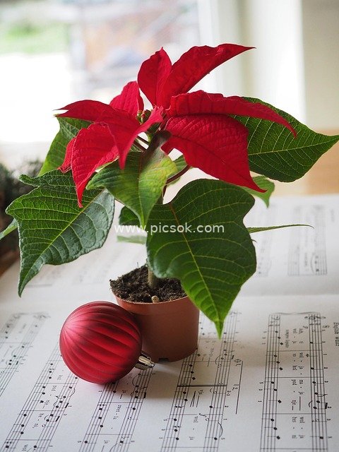 一品红圣诞装饰搭配乐谱的温馨节日场景