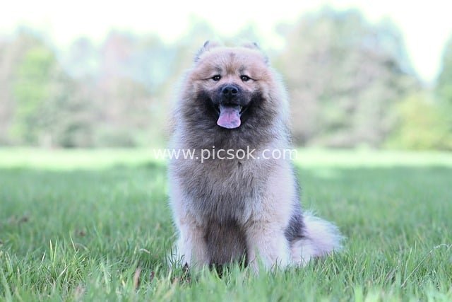 Fluffy and Cute Eurasier Pet Dog Sitting on Green Grass
