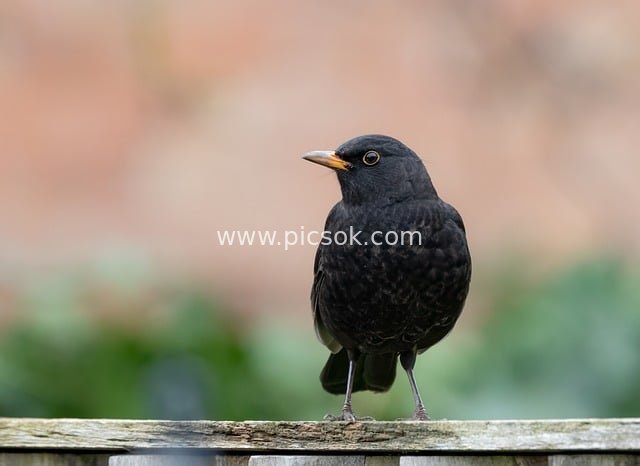 male uk blackbird, male blackbird, blackbird, black bird, orange beak, songbird, fence, spring
