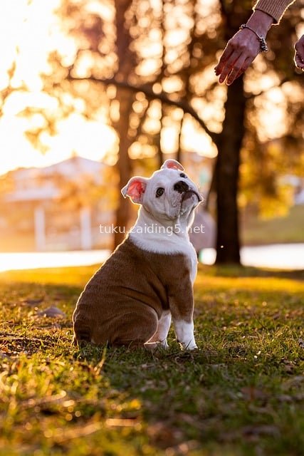 可爱斗牛犬幼犬黄昏草地温暖宠物写真