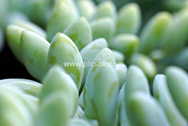 微距下的绿色多肉植物饱满叶片特写