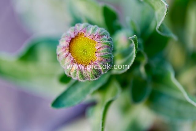 春季金盏花花苞微距特写 清新自然植物细节