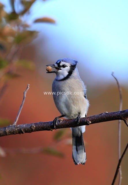 蓝松鸦栖息树枝 自然野生动感瞬间