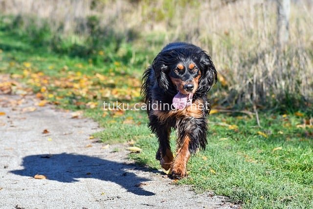 秋日阳光下奔跑的戈登塞特犬 户外小径