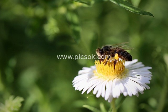 蜜蜂采蜜授粉 白色雏菊花自然生态特写