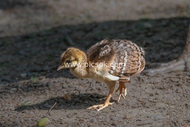 Close-up of an Adorable Baby Peacock Foraging Outdoors in Nature