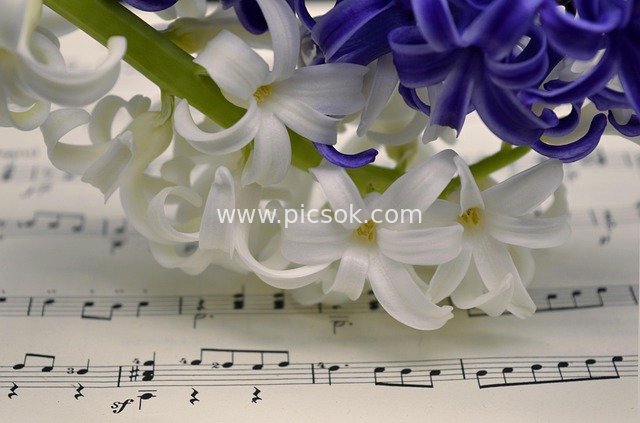 Spring Music Scene with White and Purple Hyacinths and Sheet Music