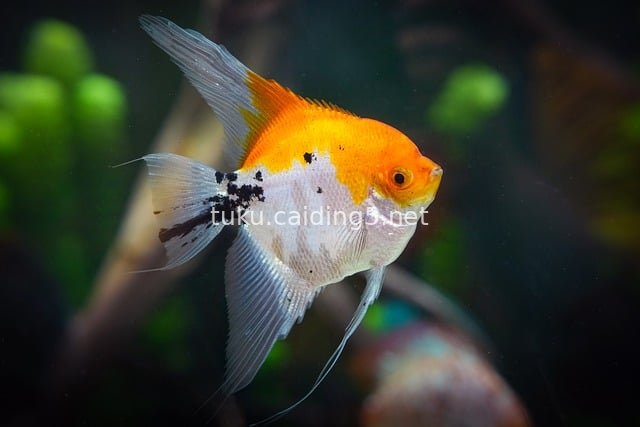 锦鲤神仙鱼 水族箱观赏鱼 自然生态场景