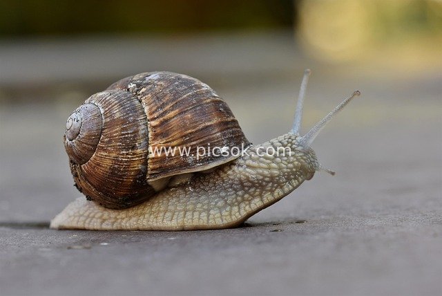 Close-Up of a Snail Crawling: Natural Close Shot of Its Brownish Shell and Soft Body