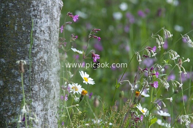 熊蜂采蜜野花间 树干旁草地生机浓