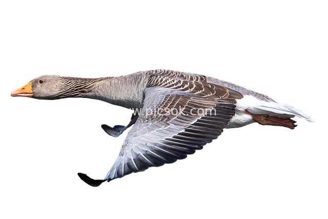 Gray Goose in Flight Showcasing Birds' Free Posture