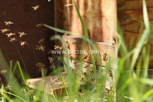 Busy Bees Swarming Around Beehive - Close-up of Natural Insects