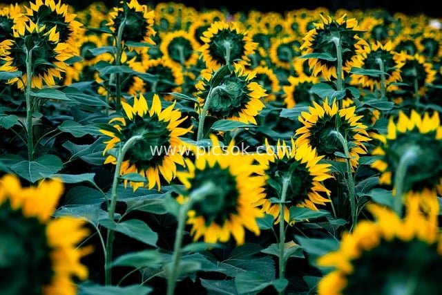 秋日金黄向日葵花海 自然花卉景观