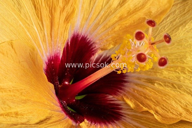 橙色木槿花微距特写 红色花蕊细节图