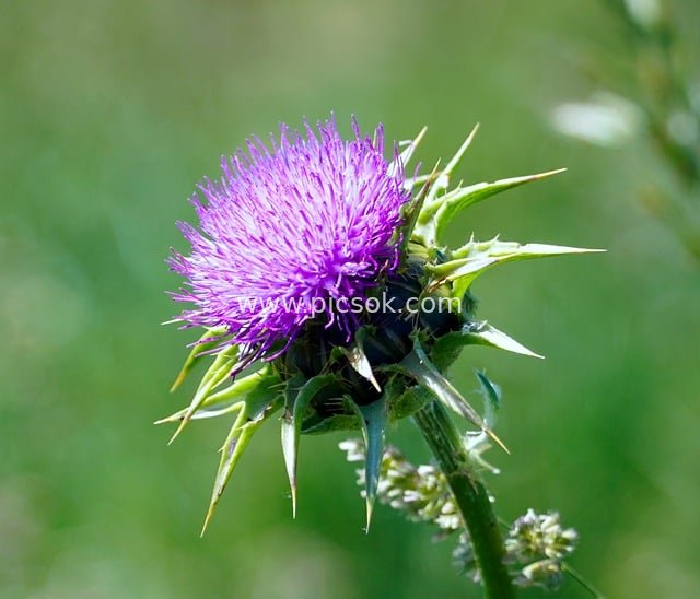 紫色蓟花特写 自然植物绽放美景