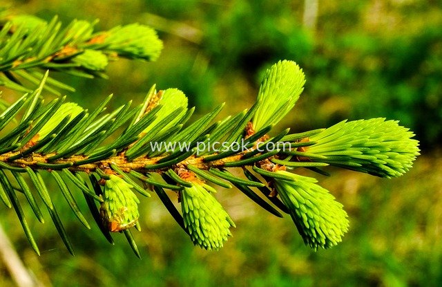 Close-up of New Spring Shoots on Spruce Branches – Vibrant Natural Vitality