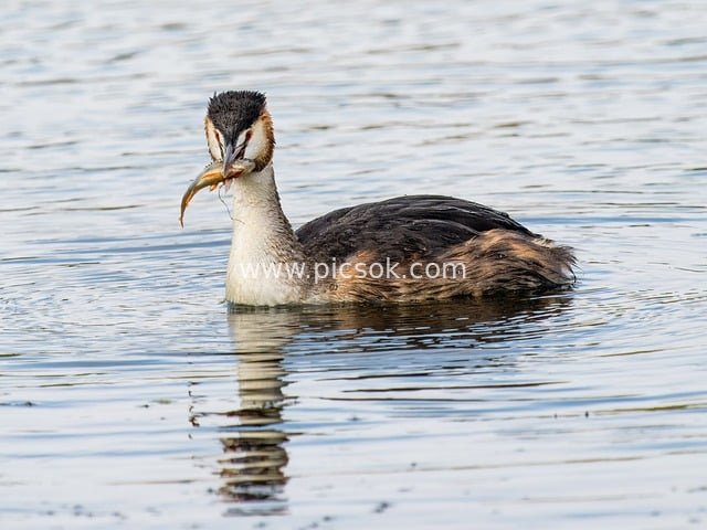 nature, wildlife, bird, plumage, waterfowl, feathers, avian, water, ornithology, birdwatching, uk, wings, grebe, lake, great crested grebe