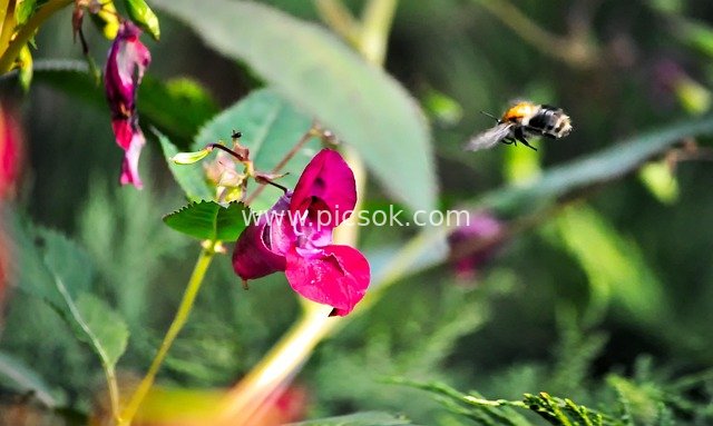 Bumblebee Flying to Collect Nectar: A Natural Pollination Moment Near Impatiens
