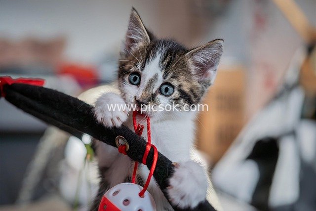 Close-up of Adorable European Shorthair Kitten Playing