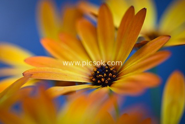 黄色花瓣花朵特写 自然绽放的植物壁纸素材