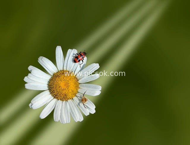 白色野菊上的红黑甲虫与小昆虫