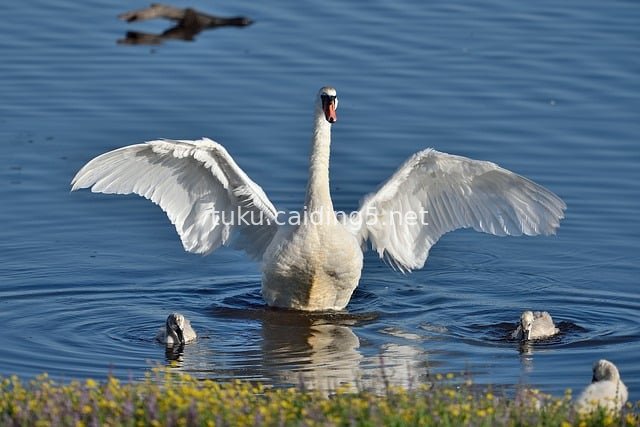 白天鹅展翅池塘 自然鸟类羽毛水景素材