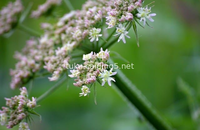 牛防风花 野生药用植物 自然壁纸素材