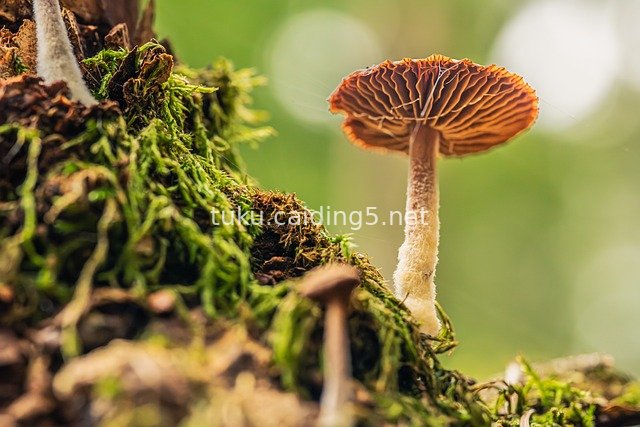 森林苔藓上的野生蘑菇自然生态特写