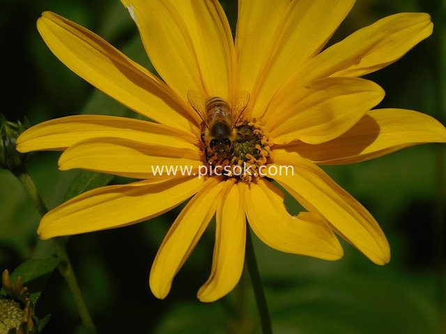 Bee Pollinating a Yellow Flower: Natural Ecological Scene