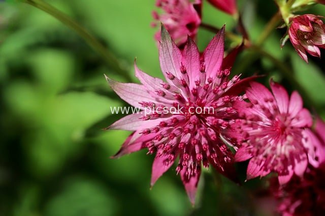 大星芹粉色花特写 唯美花卉背景素材