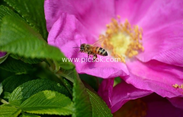 Bee Collecting Nectar on Wild Rose HD Natural Flower Wallpaper