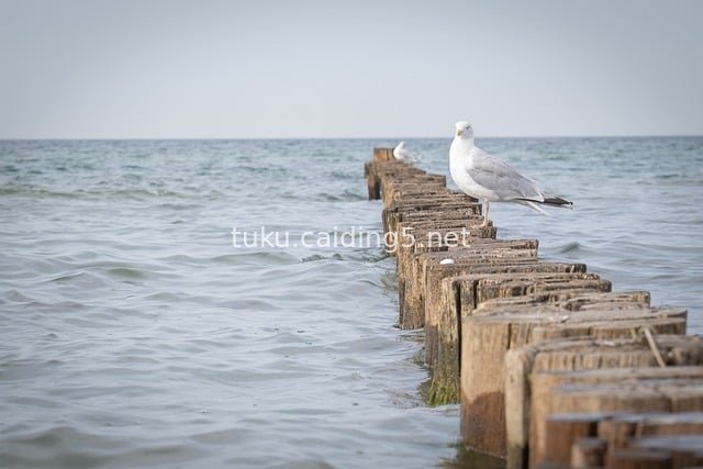 波罗的海海岸防波堤上的海鸥自然风景