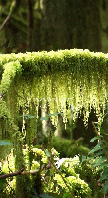 Moss-Covered Log Landscape in Hoh Rainforest, Washington State