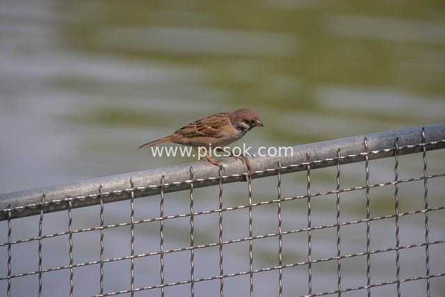 水边麻雀栖息金属围栏 自然生态小景图
