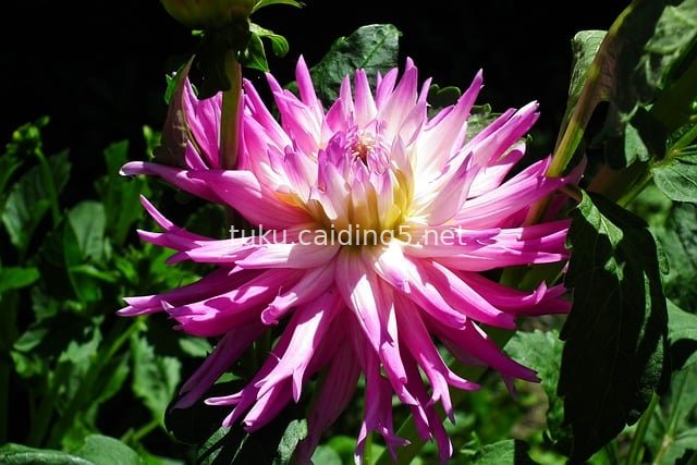 Blooming Pink Dahlia in a Summer Garden