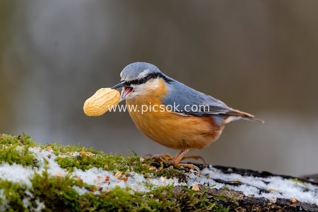 可爱欧亚五子雀叼花生的自然摄影素材