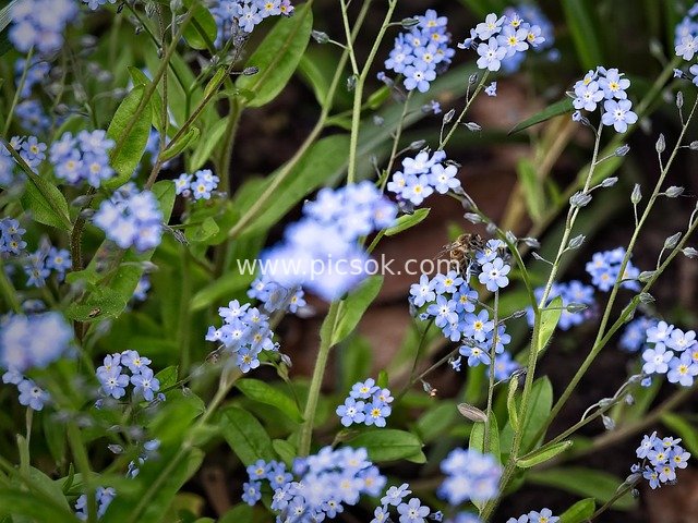 Blue Forget-Me-Nots in Bloom & Bees Collecting Nectar: A Beautiful Spring Natural Scene
