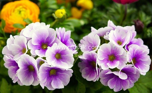 紫色樱草花春日绽放 清新自然花卉素材