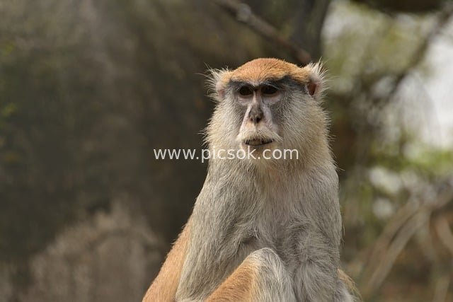 Close-Up Portrait of a Patas Monkey: Mammal in Natural Setting
