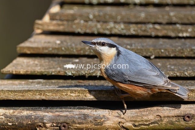 蓝棕配色五子雀栖息木质结构的自然摄影