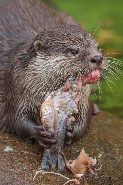 水獭进食鲜鱼的自然生态瞬间