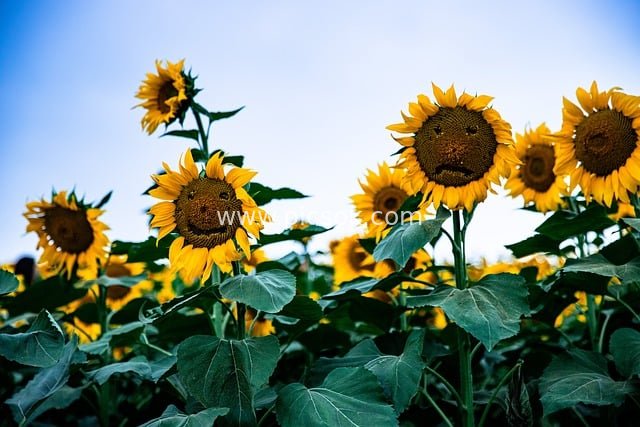 金黄向日葵花海 秋日自然田园盛景
