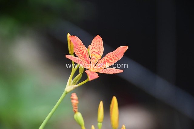 Close-up of Red Spotted Flower - Fresh Natural Floral Photography Material
