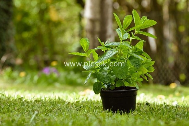 摩洛哥薄荷盆栽 户外鲜绿自然绿植