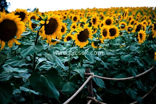 金色向日葵花田 秋日自然景观摄影素材