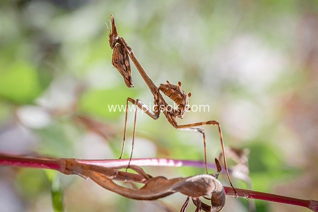 枯叶螳螂特写：自然中抬臂站立的昆虫姿态