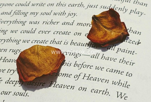 Nostalgic Scene of Dried Rose Petals and Vintage Book Pages with Heavenly Theme