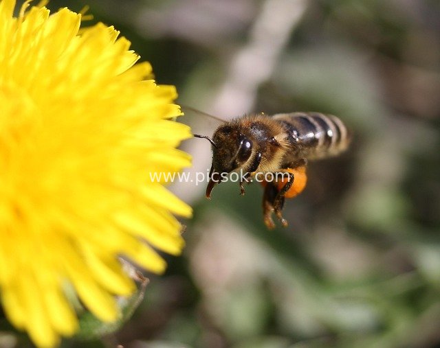 Bee in Flight Collecting Nectar Near Yellow Dandelion Flowers – Natural Insect Scene